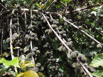 ���㊮�n�R�[�q�[(�{�C�A)